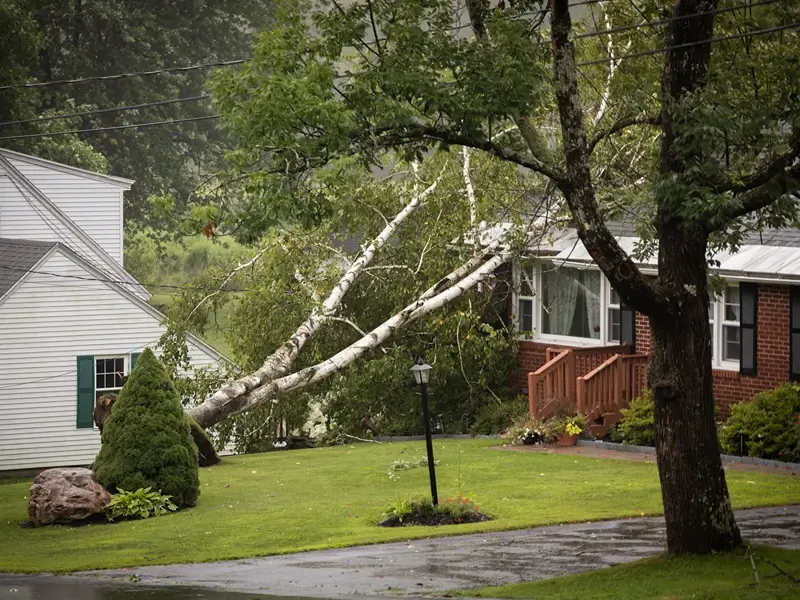 Fallen tree across a suburban yard after a storm.